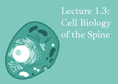 1.3 Cell Biology of the Spine
