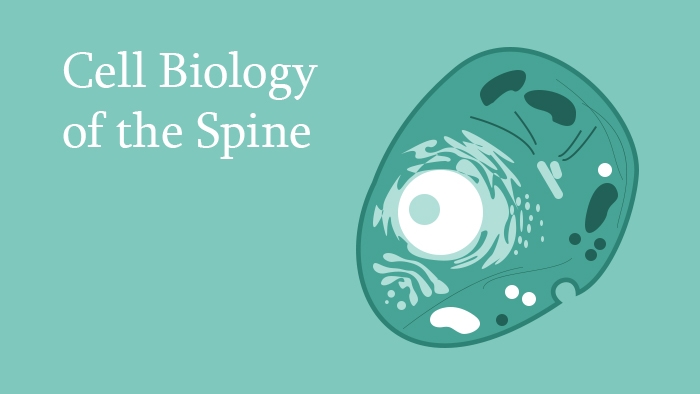 Cell Biology of the Spine Lecture Thumbnail