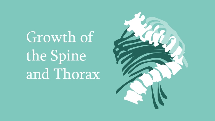 Growth of the Spine and Thorax - Spine Surgery Lecture - Thumbnail